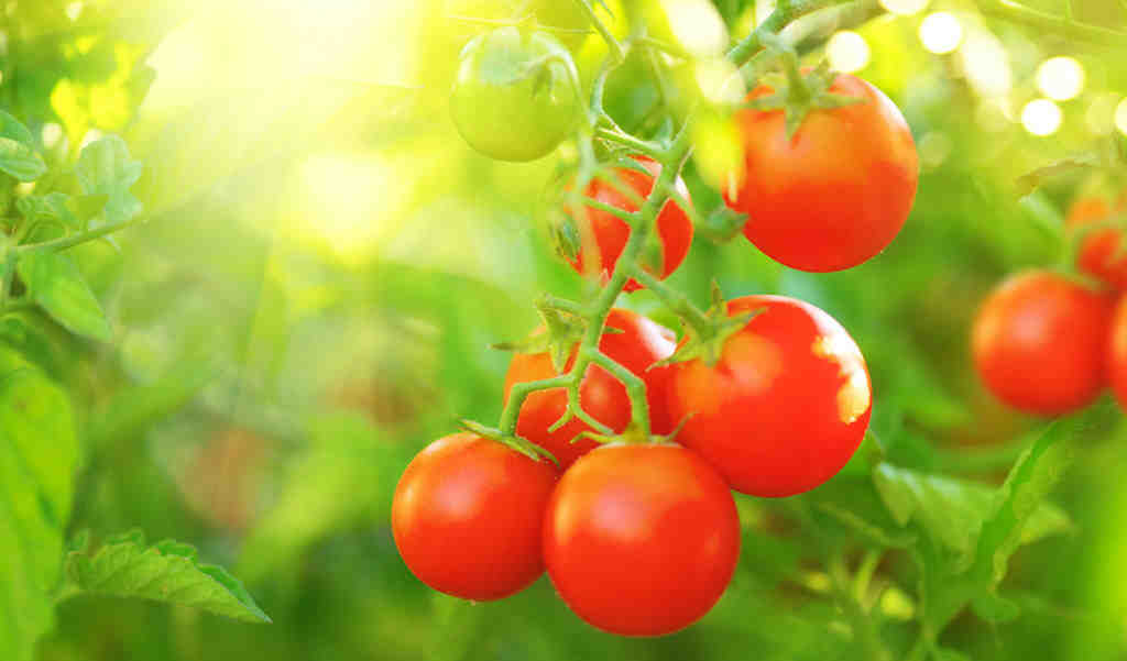 Quelles tomates en jardiniere ?