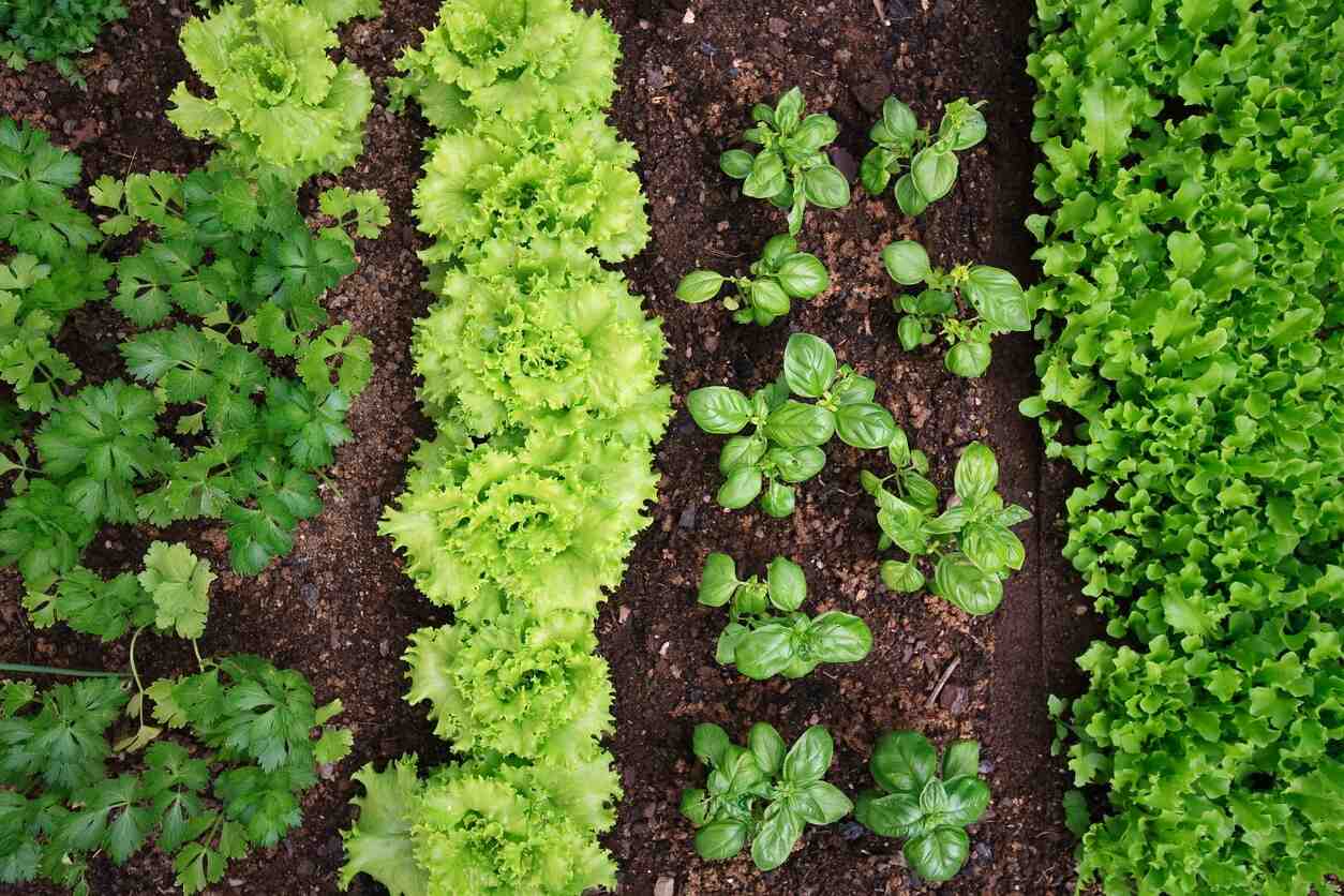 Quels légumes planter dans un petit jardin ?