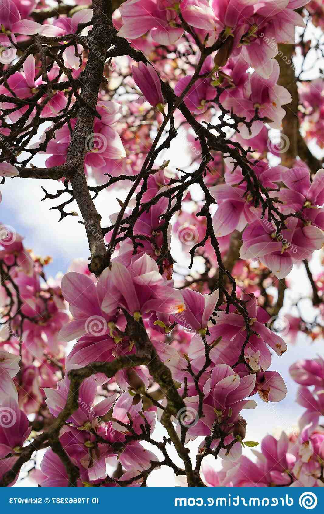 Quels sont les arbres fruitiers qui fleurissent au printemps ?