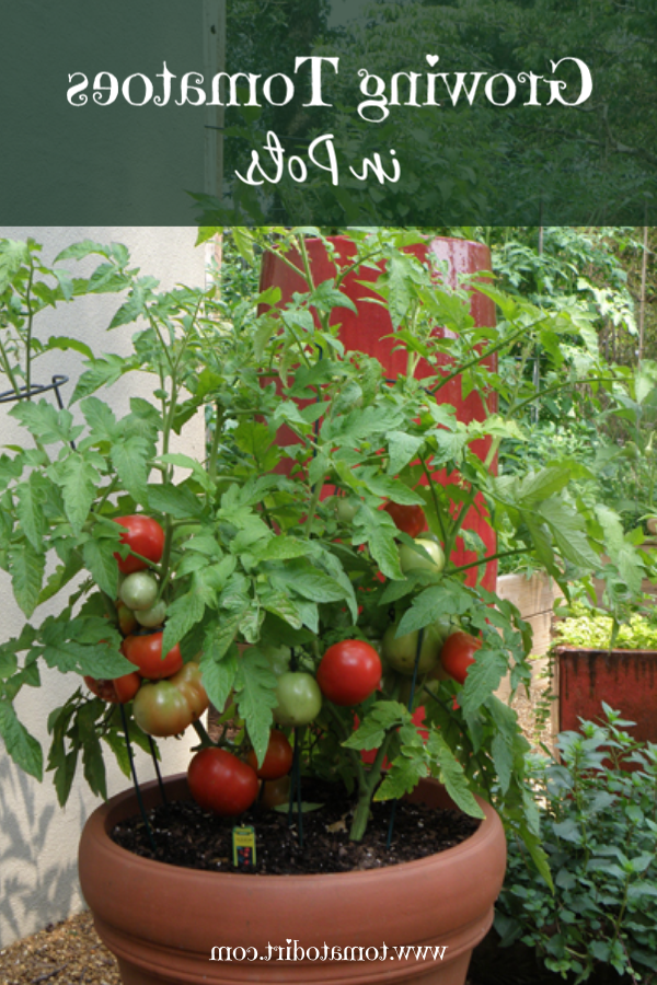 Quand Peut-on mettre les plants de tomates en pleine terre ?