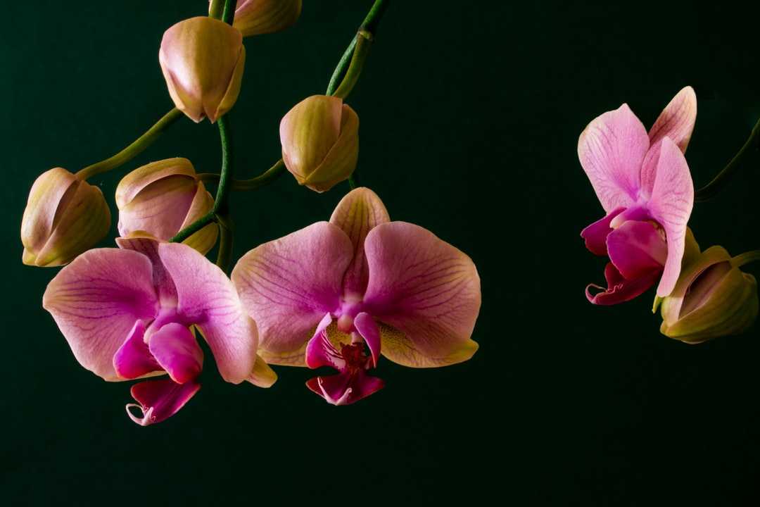 Comment tailler une orchidée pour une meilleure floraison